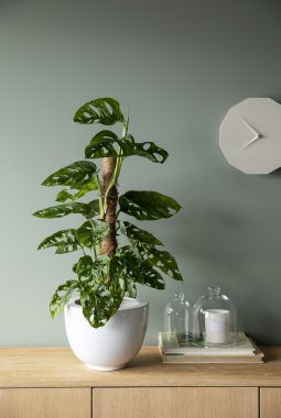 monstera monkey mask monstera monkey mask