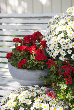 rød pelargonia og hvit margeritt er vakkert sammen rød pelargonia og hvit margeritt er vakkert sammen