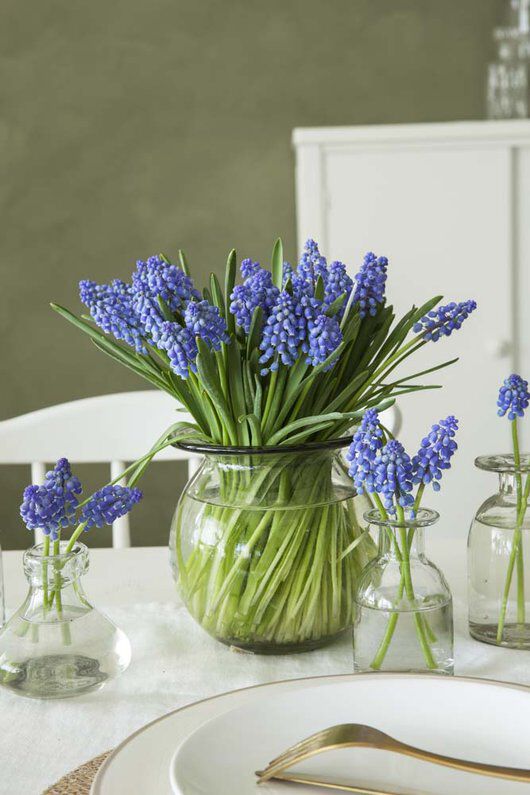 nydelige himmelblå perleblomster i vase nydelige himmelblå perleblomster i vase