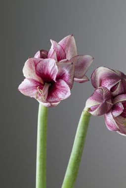 amaryllis daphne amaryllis daphne