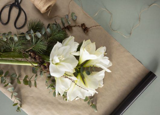 hvite amaryllis og vintergrønt hvite amaryllis og vintergrønt