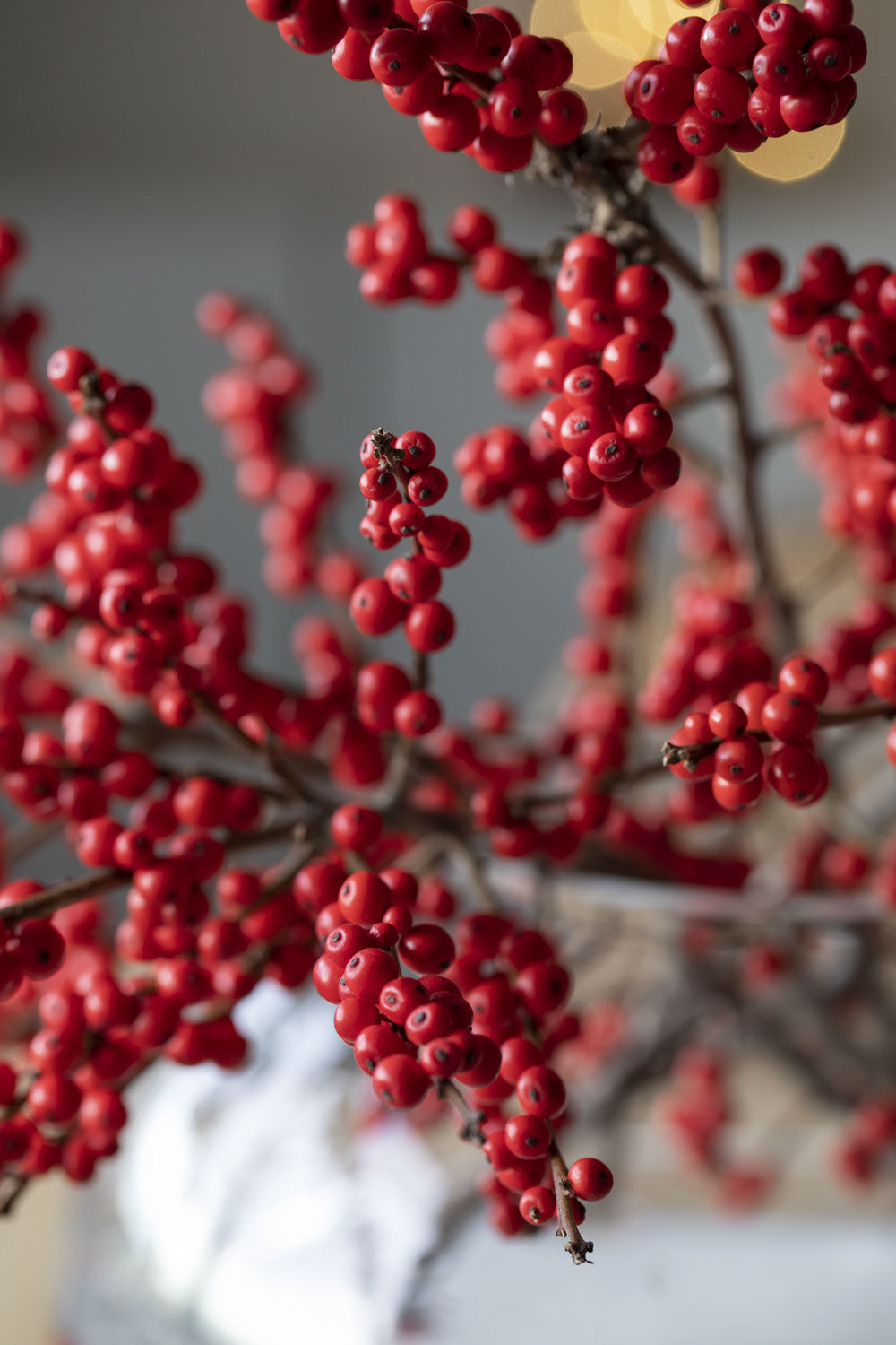 Skap en klassisk jul med røde juleblomster - Mester Grønn
