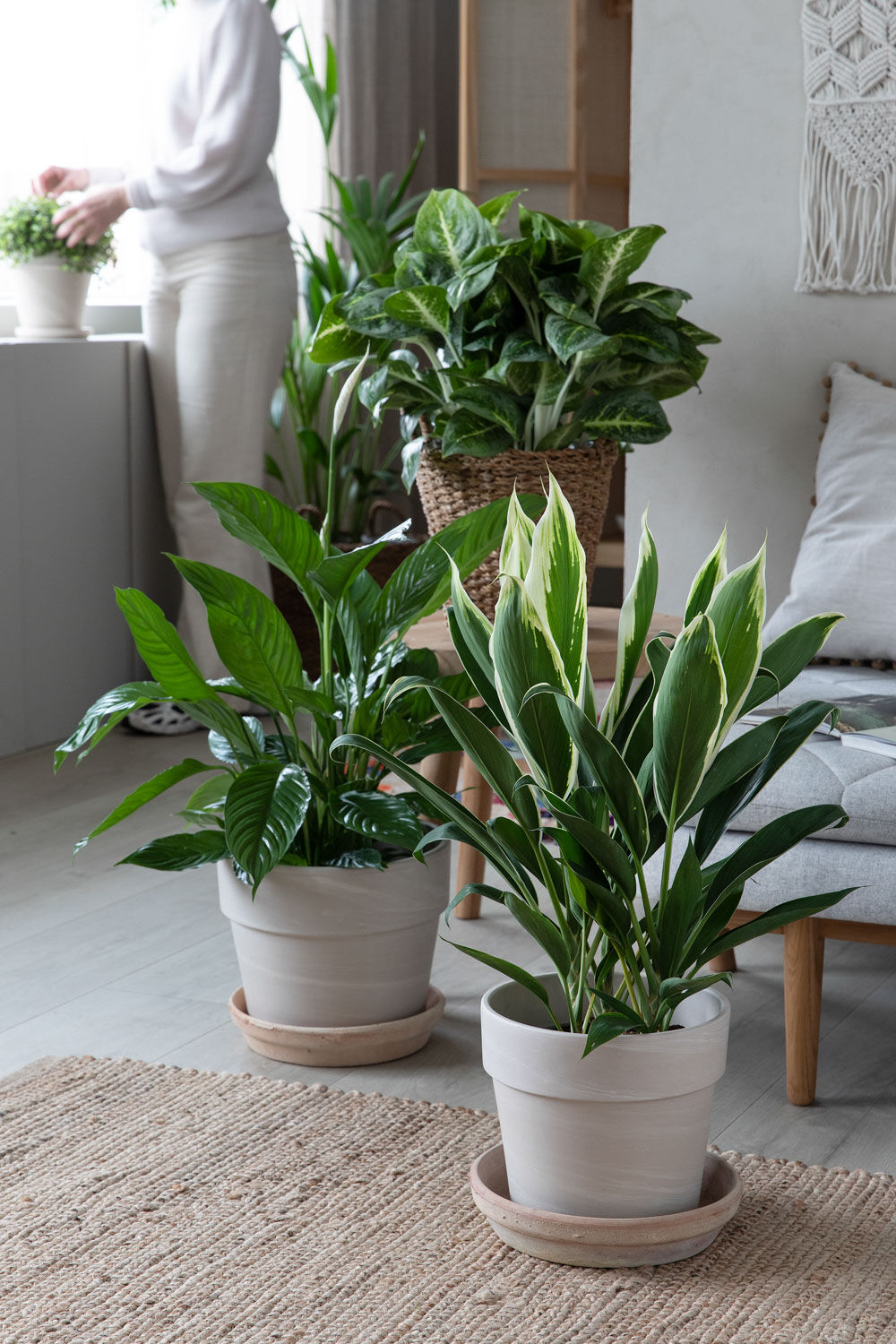 Grønne planter