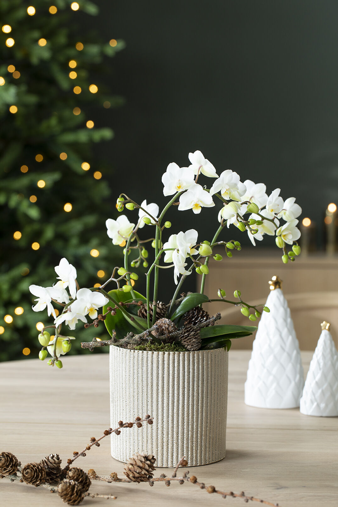 Hvit orkide allergivennlig juleblomst Hvit orkide allergivennlig juleblomst