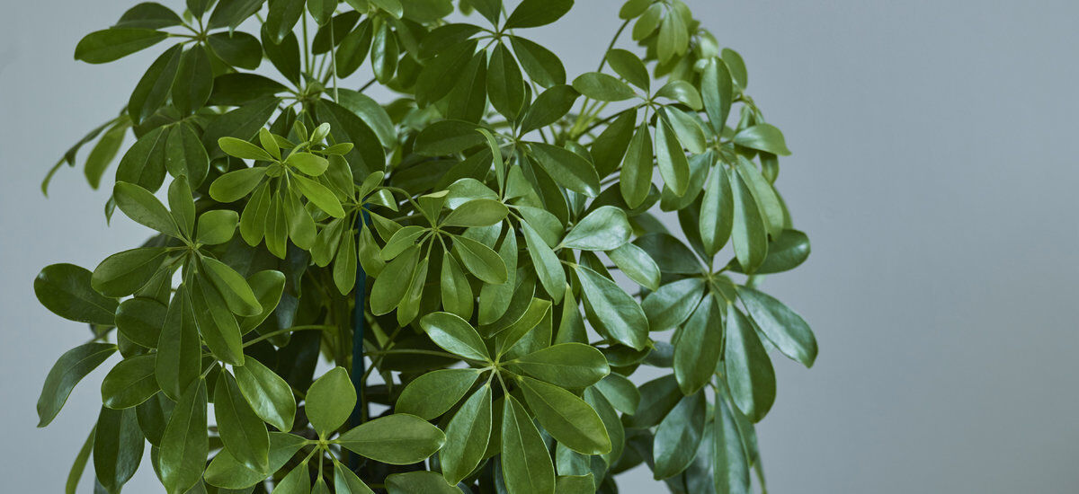 grønne planter schefflera 