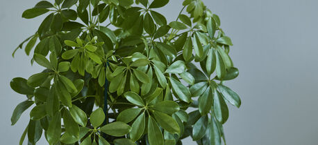 slik-steller-du-schefflera