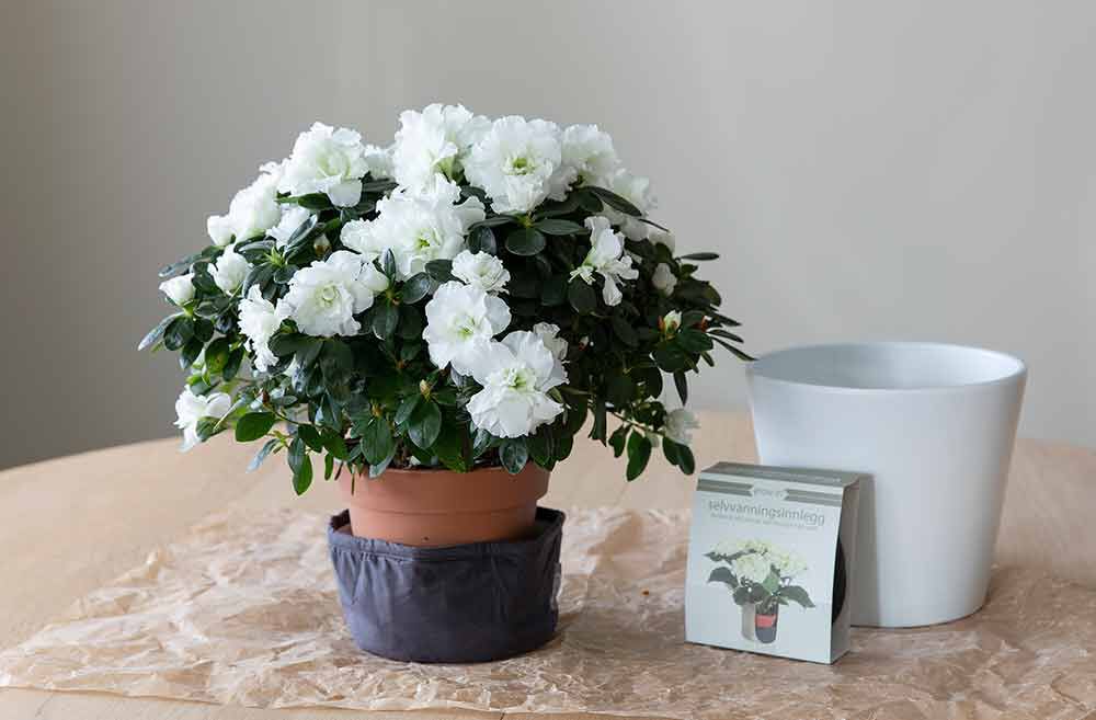 azalea i grow-in til jul azalea i grow-in til jul