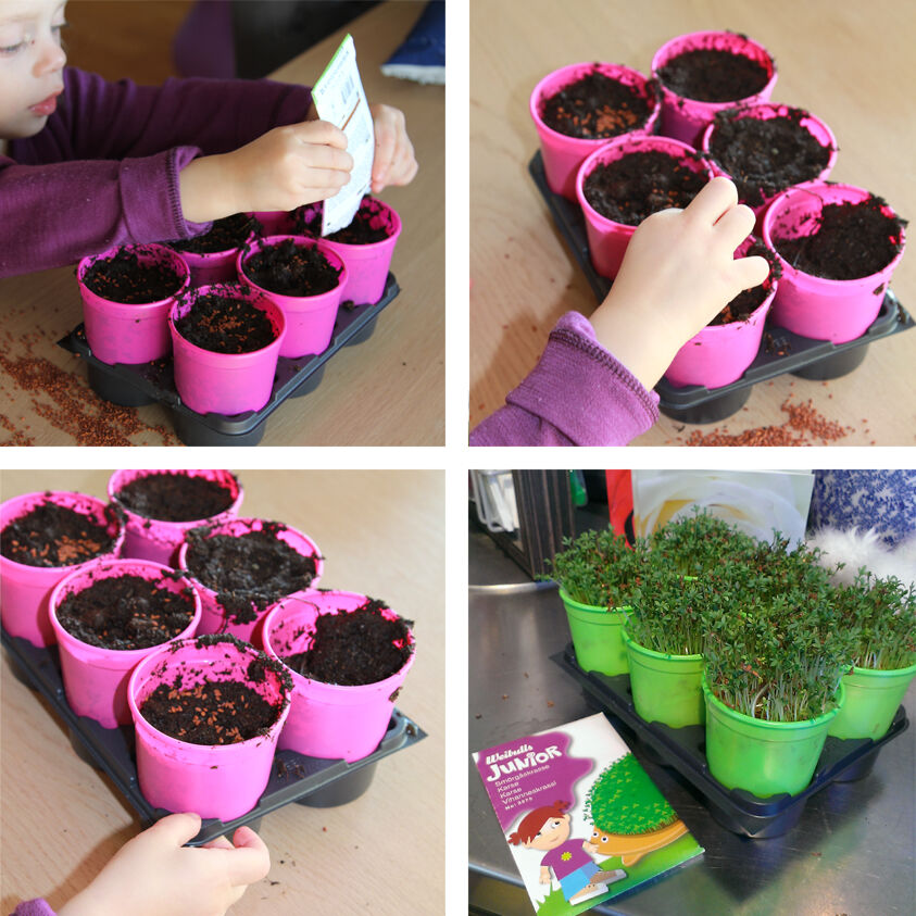 la barna bli med å plante karse la barna bli med å plante karse