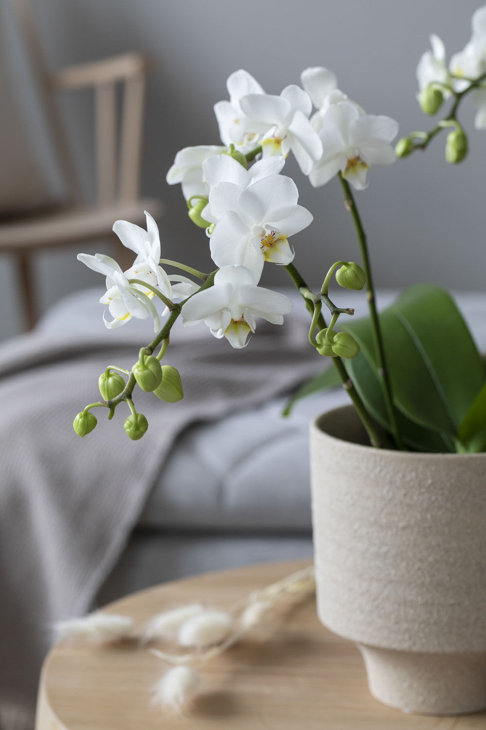 Hvit Phalaenopsis orkide Hvit Phalaenopsis orkide