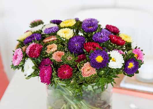Asters Asters
