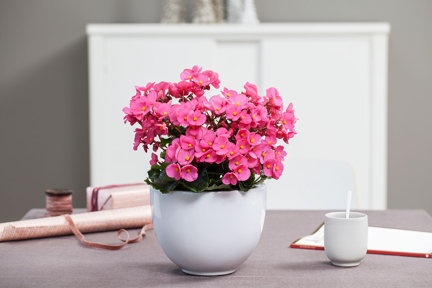 Juleglede begonia