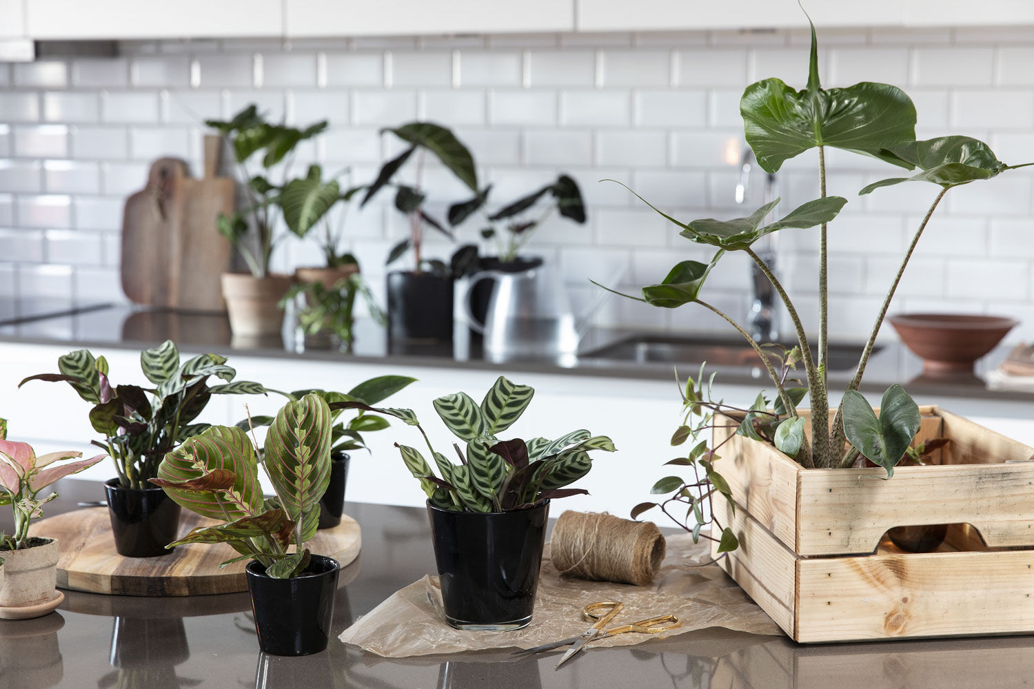 Grønne planter inne Grønne planter inne