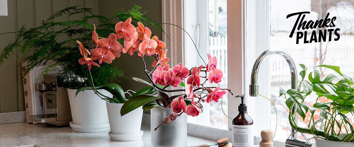 Skap et blomstrende hjem med vakre orkidéer