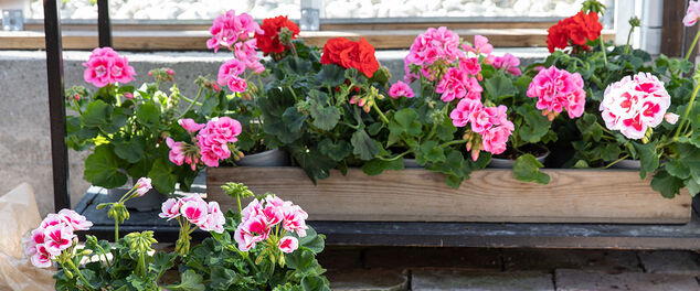 pelargonia