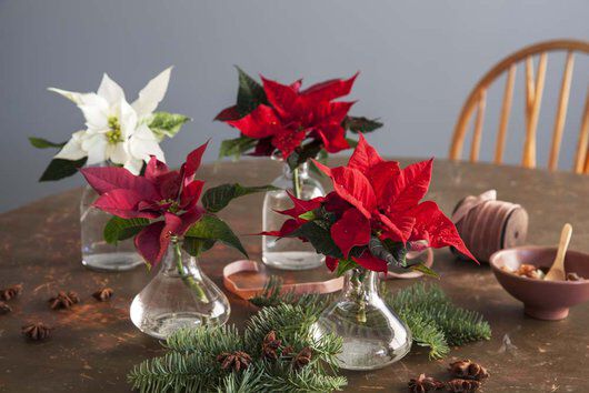 julestjerner i små vaser