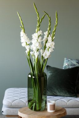 Leaf vase med gladiol Leaf vase med gladiol