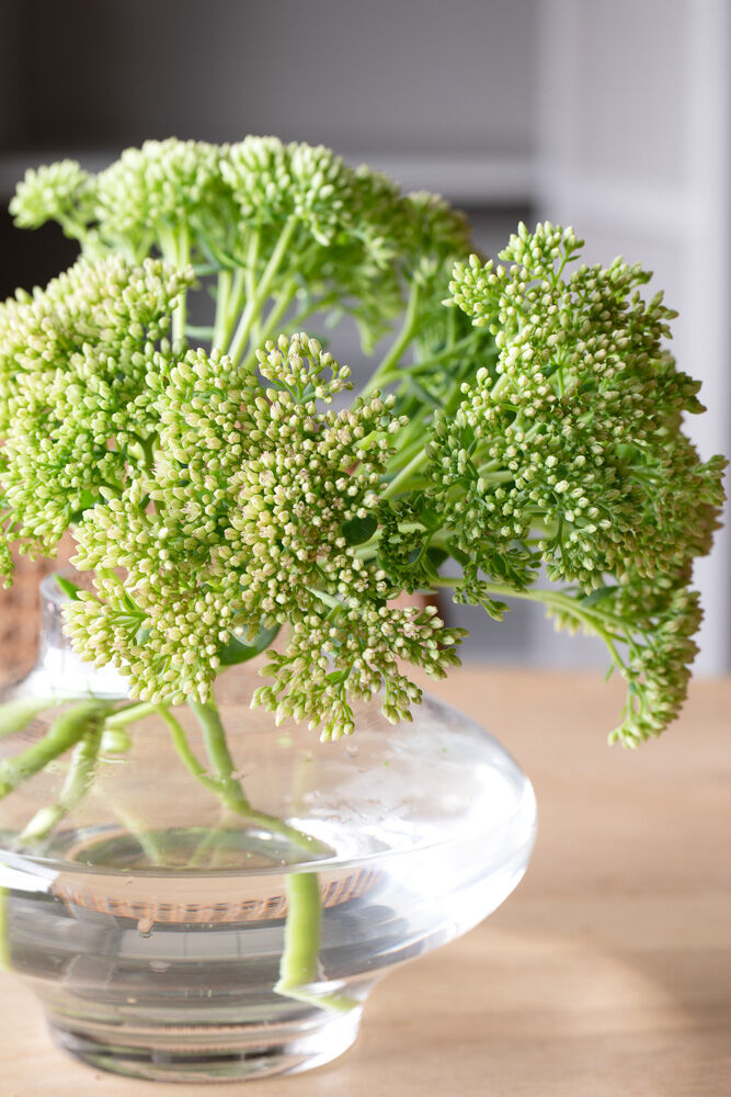 Sedum