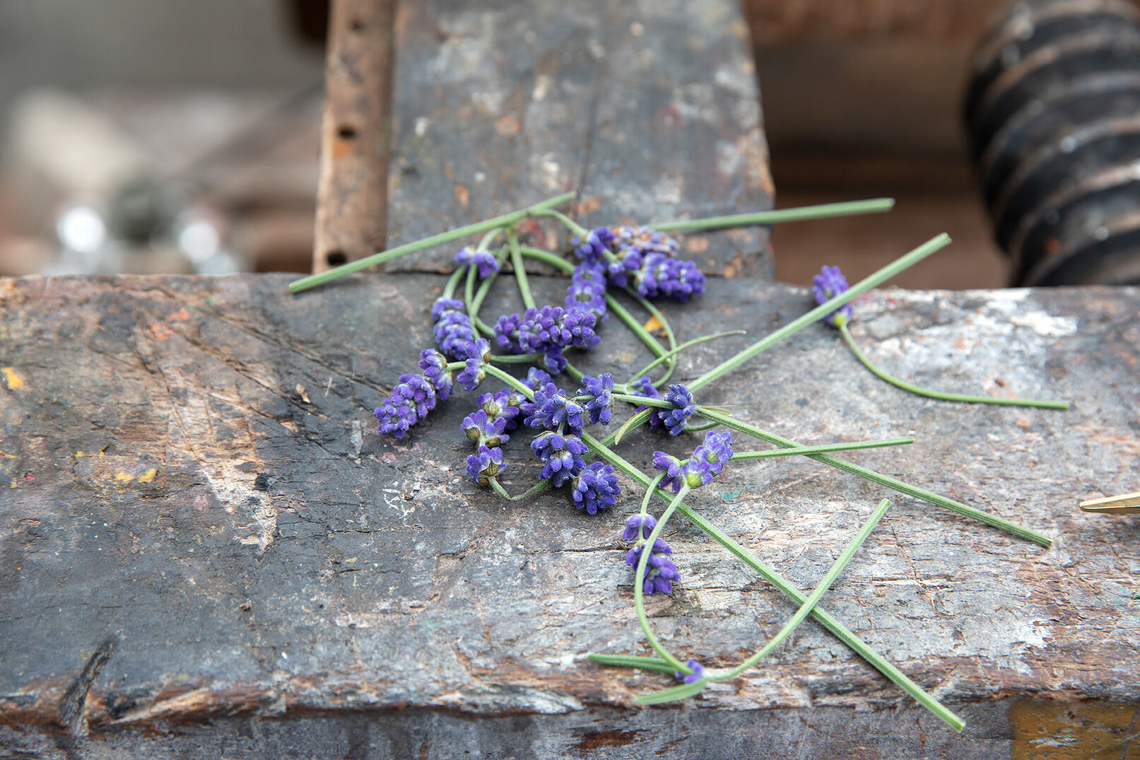 Plukk lavendel Plukk lavendel