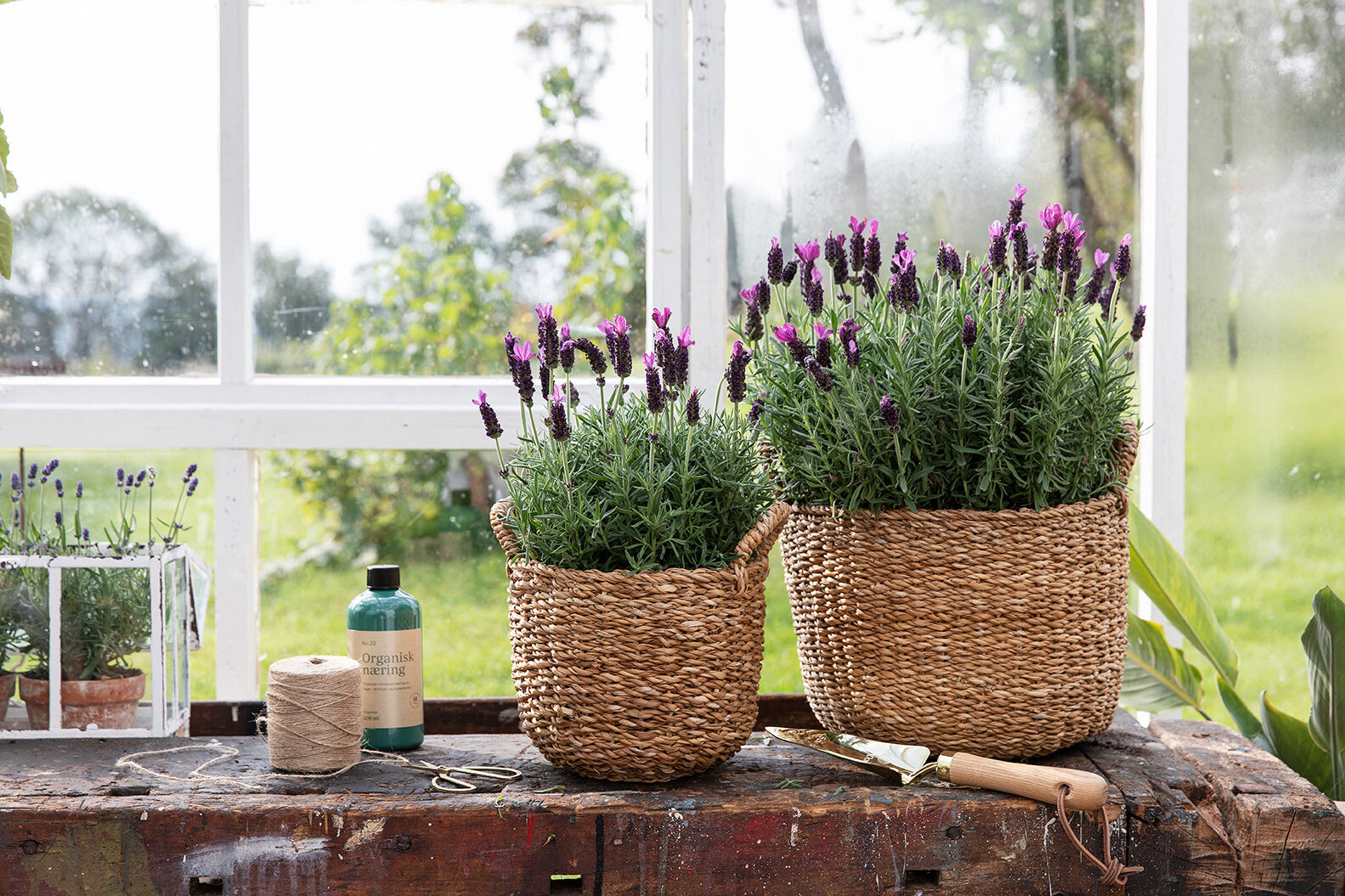 Lavendel Lavendel