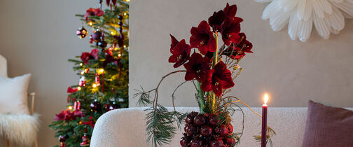 Vakker rød julebukett med amaryllis