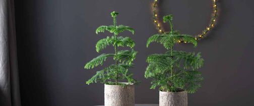 stuegran-en-av-aarets-mest-trendy-juleplanter