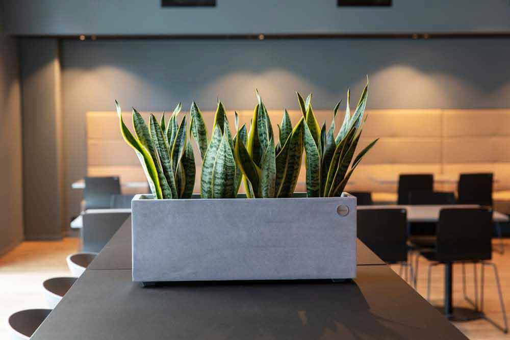 Grønne planter Grønne planter