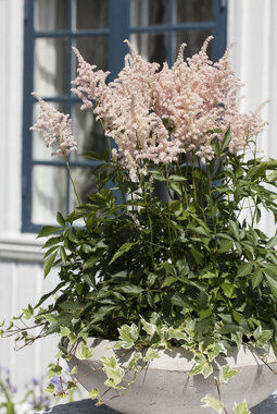 astilbe med sine vakre fjærlignende blomster astilbe med sine vakre fjærlignende blomster