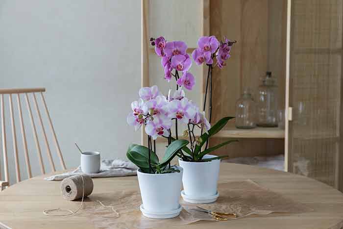 ¨Phalaenopsis orkide ¨Phalaenopsis orkide