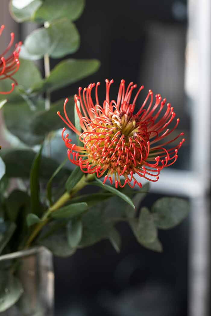 Se sesongens vakreste snittblomster