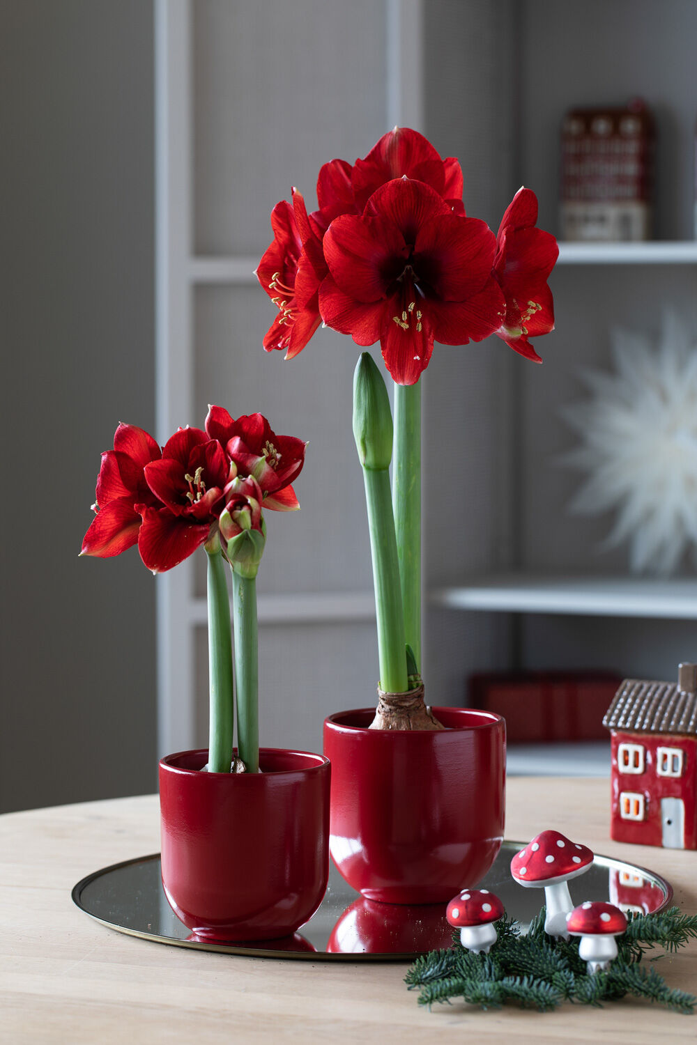 Amaryllis