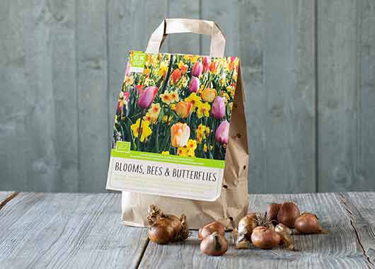 Blomsterløk Blomsterløk
