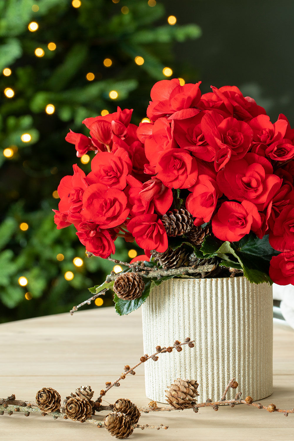 Begonia 