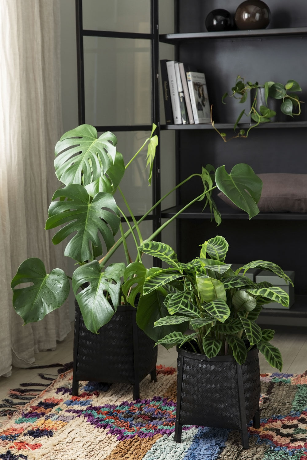 Monstera Monstera
