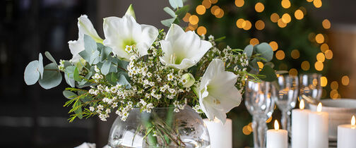 hvite juleblomster - amaryllis