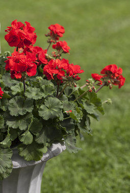 rød pelargonia rød pelargonia