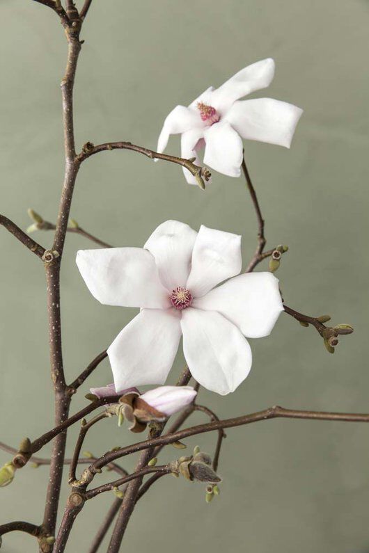 magnolia er kanskje de vakreste greinene vi har magnolia er kanskje de vakreste greinene vi har