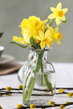 gule påskeliljer er et sikkert vårtegn