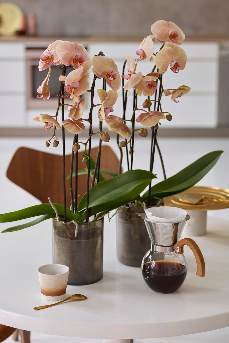 Phalaenopsis orkide