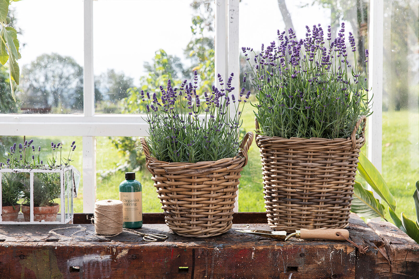 lavendel i ratttan kurver lavendel i ratttan kurver