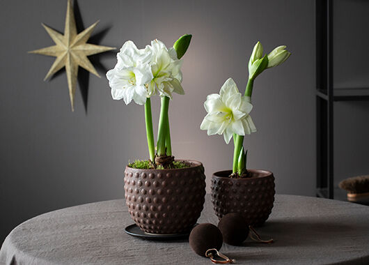 Hvite amaryllis er en av bestselgerne til jul Hvite amaryllis er en av bestselgerne til jul