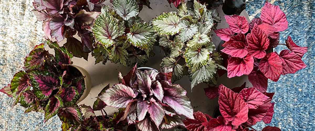 Begonia Rex