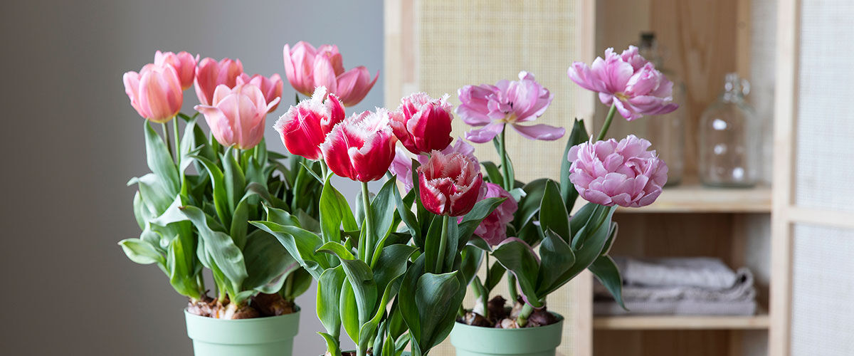 Tilbud på blomster hos Mester Grønn Tilbud på blomster hos Mester Grønn
