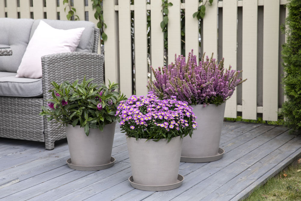 Høst med lyng og hortensia Høst med lyng og hortensia