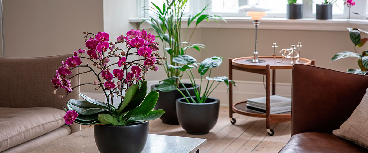 phalaenopsis orkide i miljø