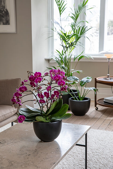 phalaenopsis orkide i potte