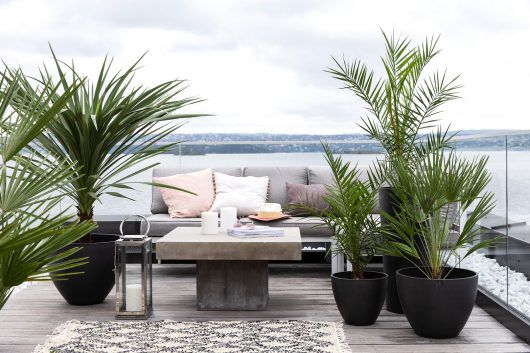 Terrassepalmer, indivisa, phoenix, Terrassepalmer, indivisa, phoenix,