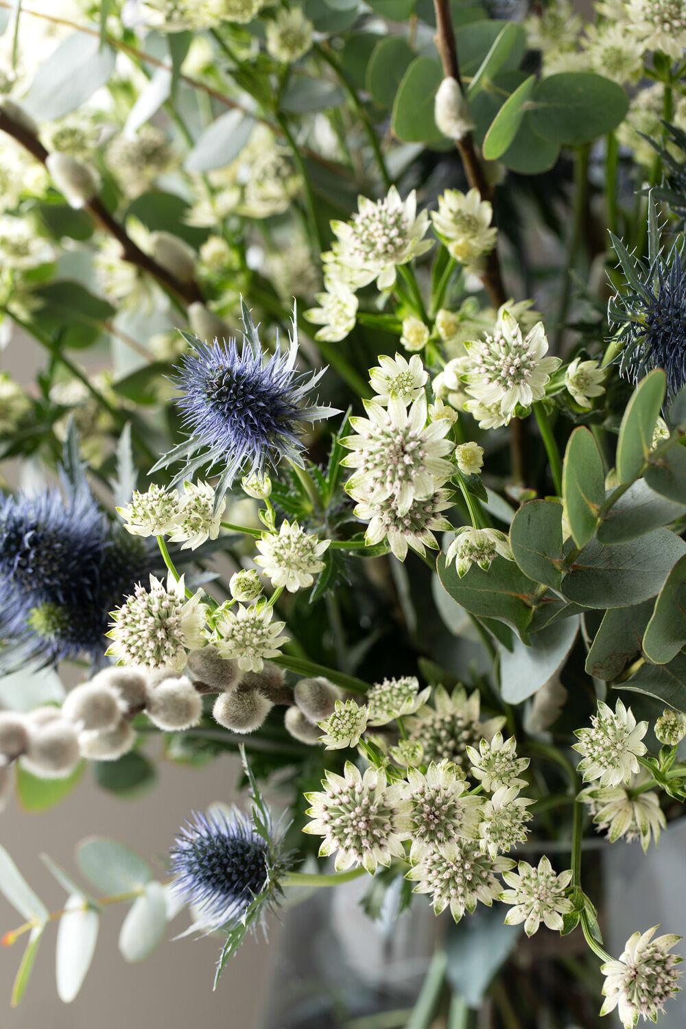 astrantia og eryngium