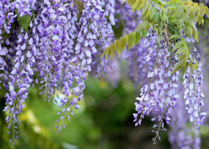 Wisteria Wisteria
