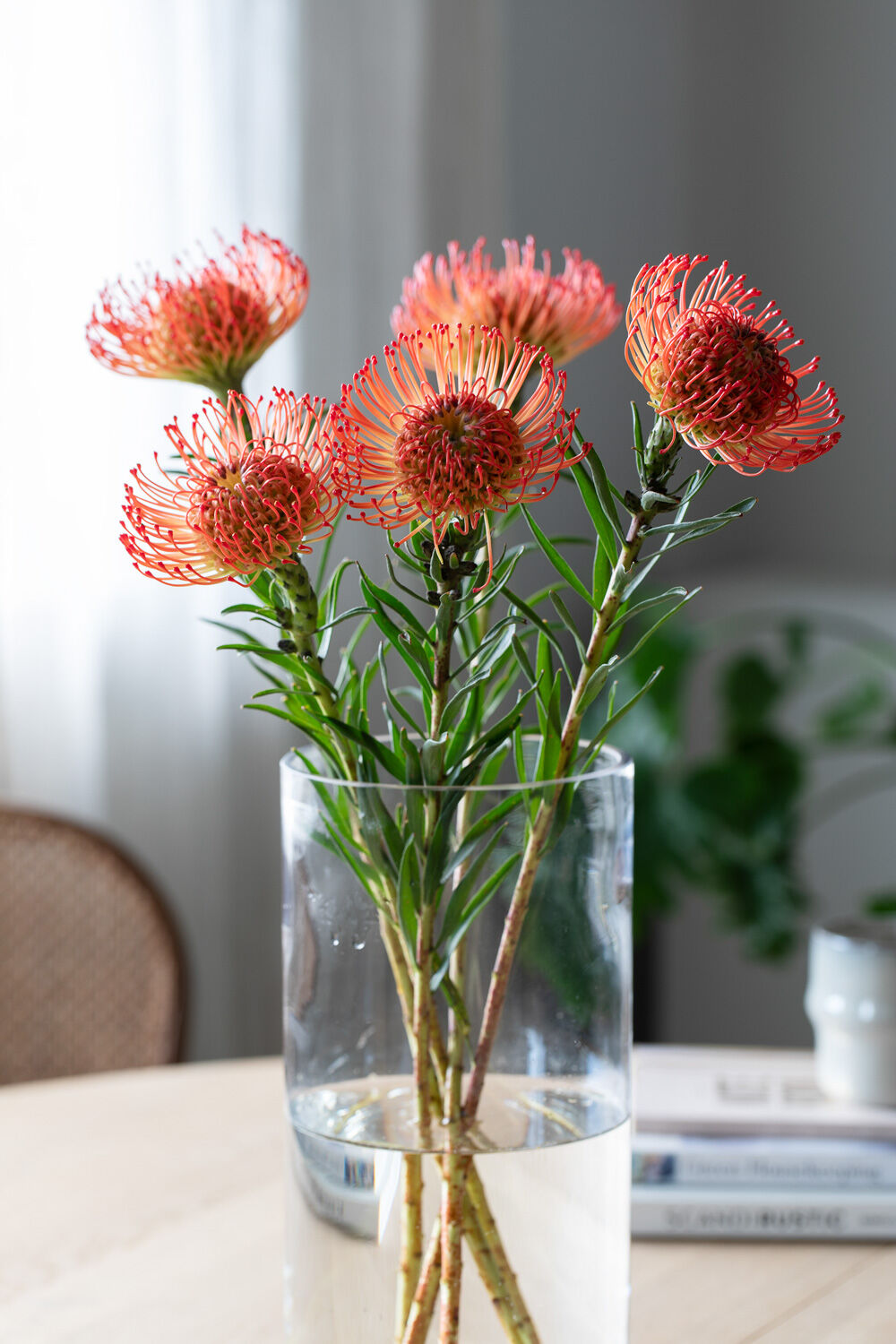 Leucospermum
