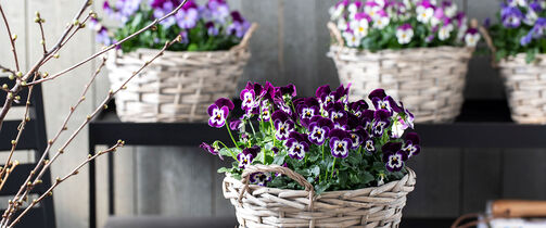 Blomster